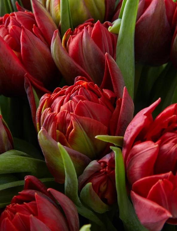 Seasonal flowers