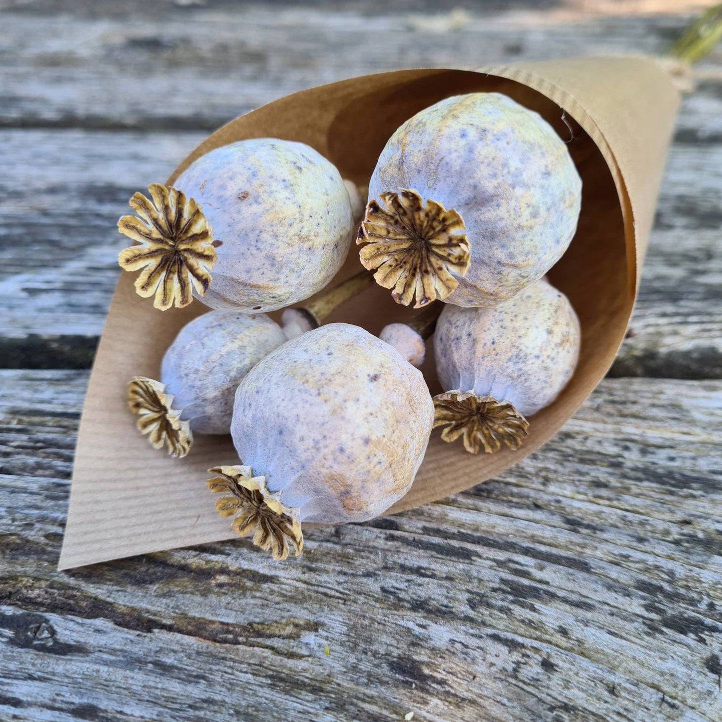 Dried Poppy Seed head stem