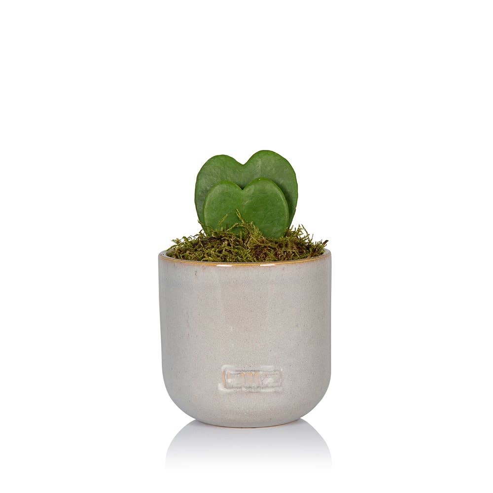 Hoya Kerrii - Double Heart