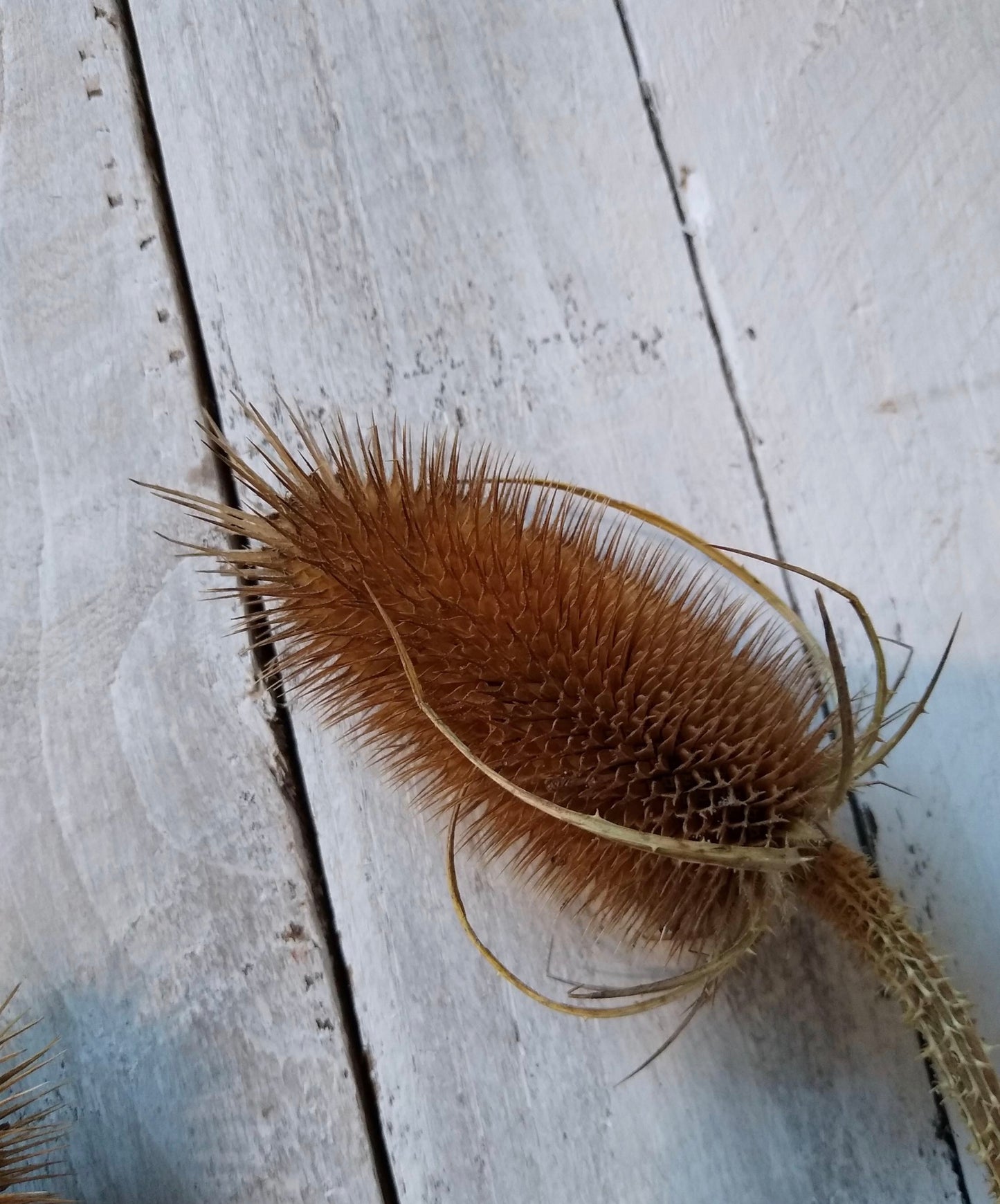 Dried Natural Teasel