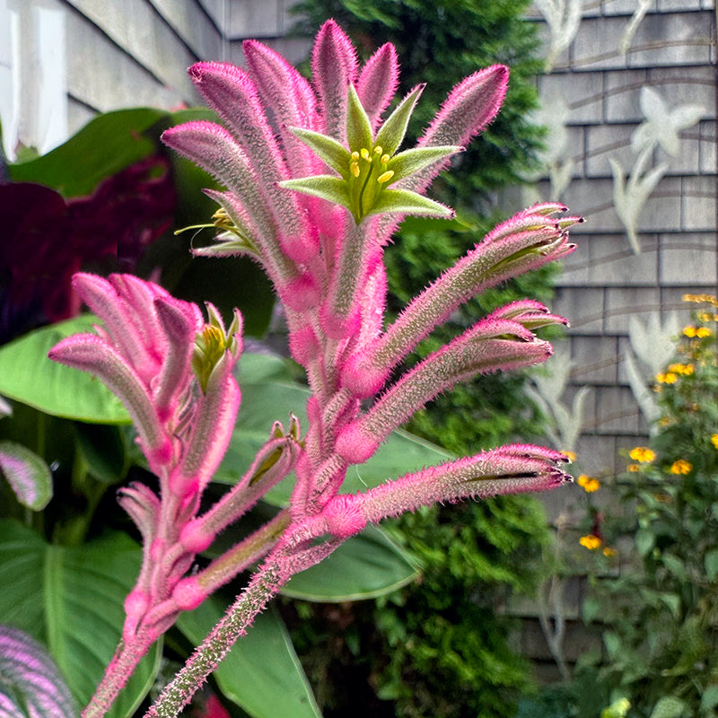 Kangaroo Paw