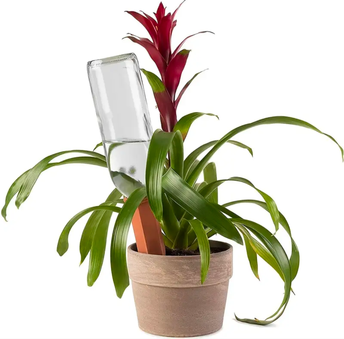 Terracotta Plant Drip Feeder
