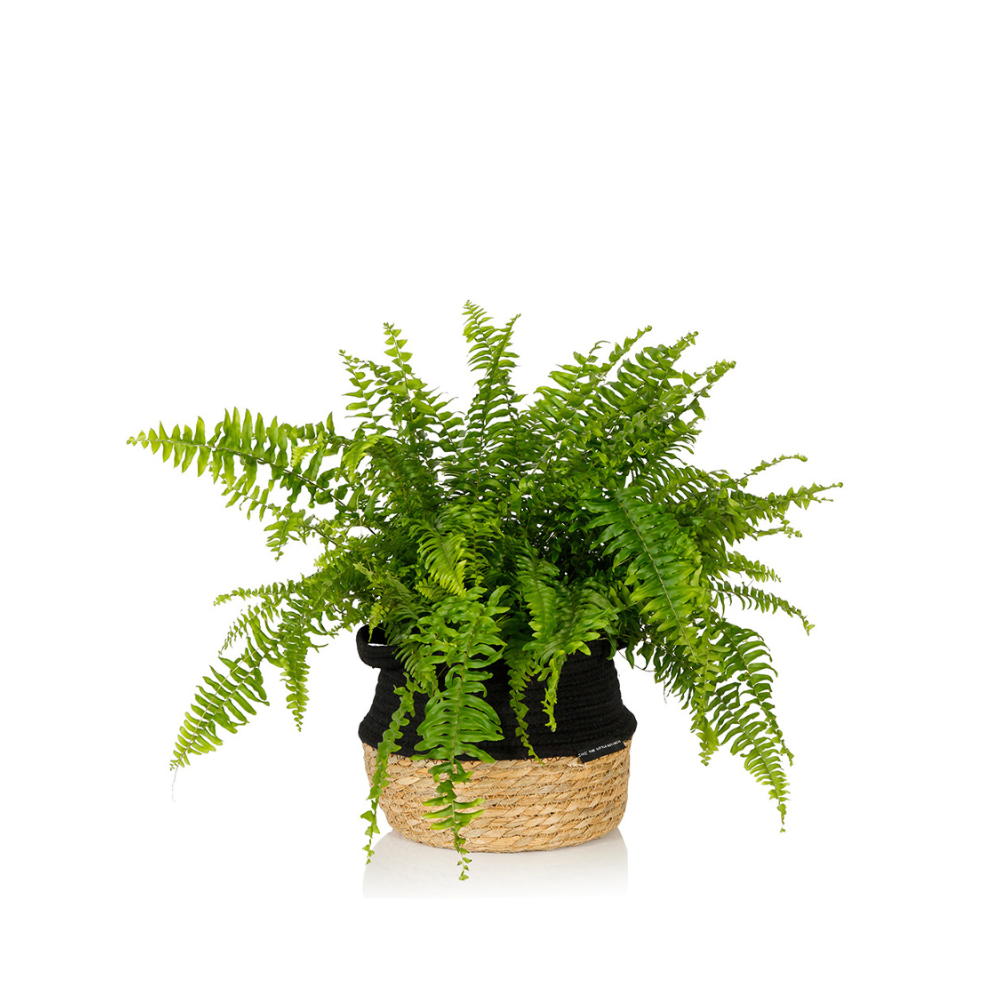 British Grown Boston Fern