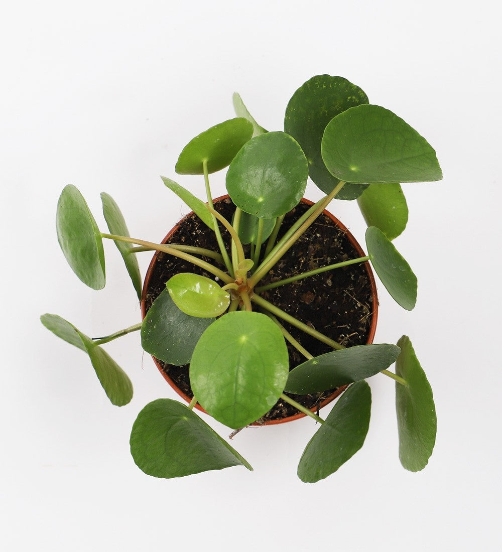 Pilea