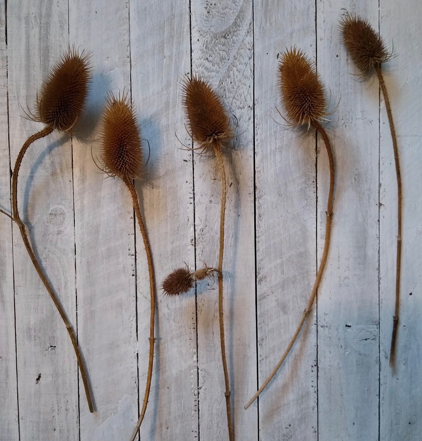 Dried Natural Teasel