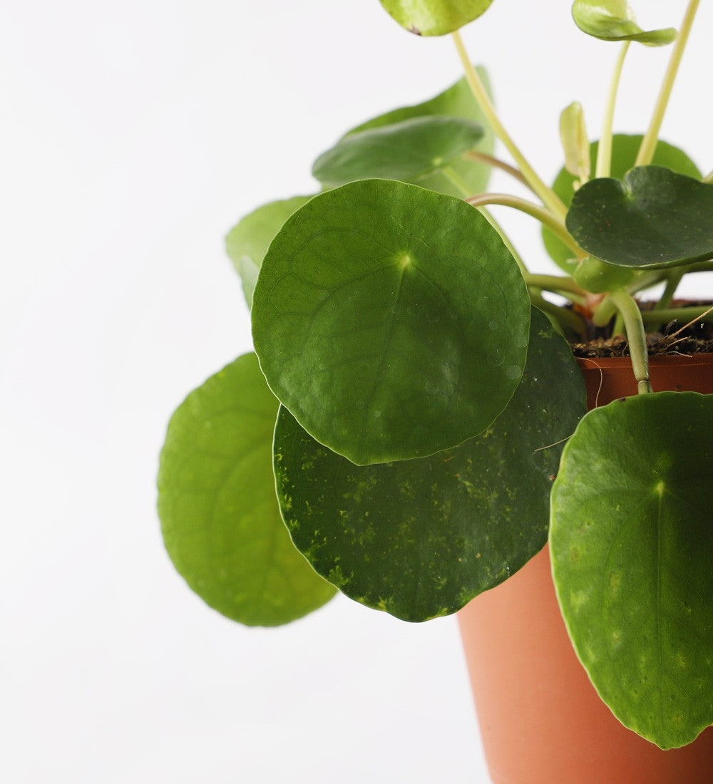 Pilea