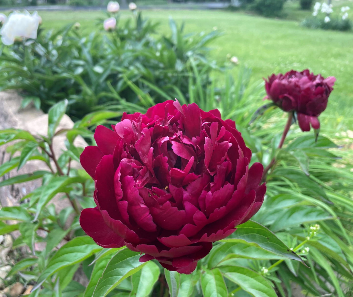 Peony Plant