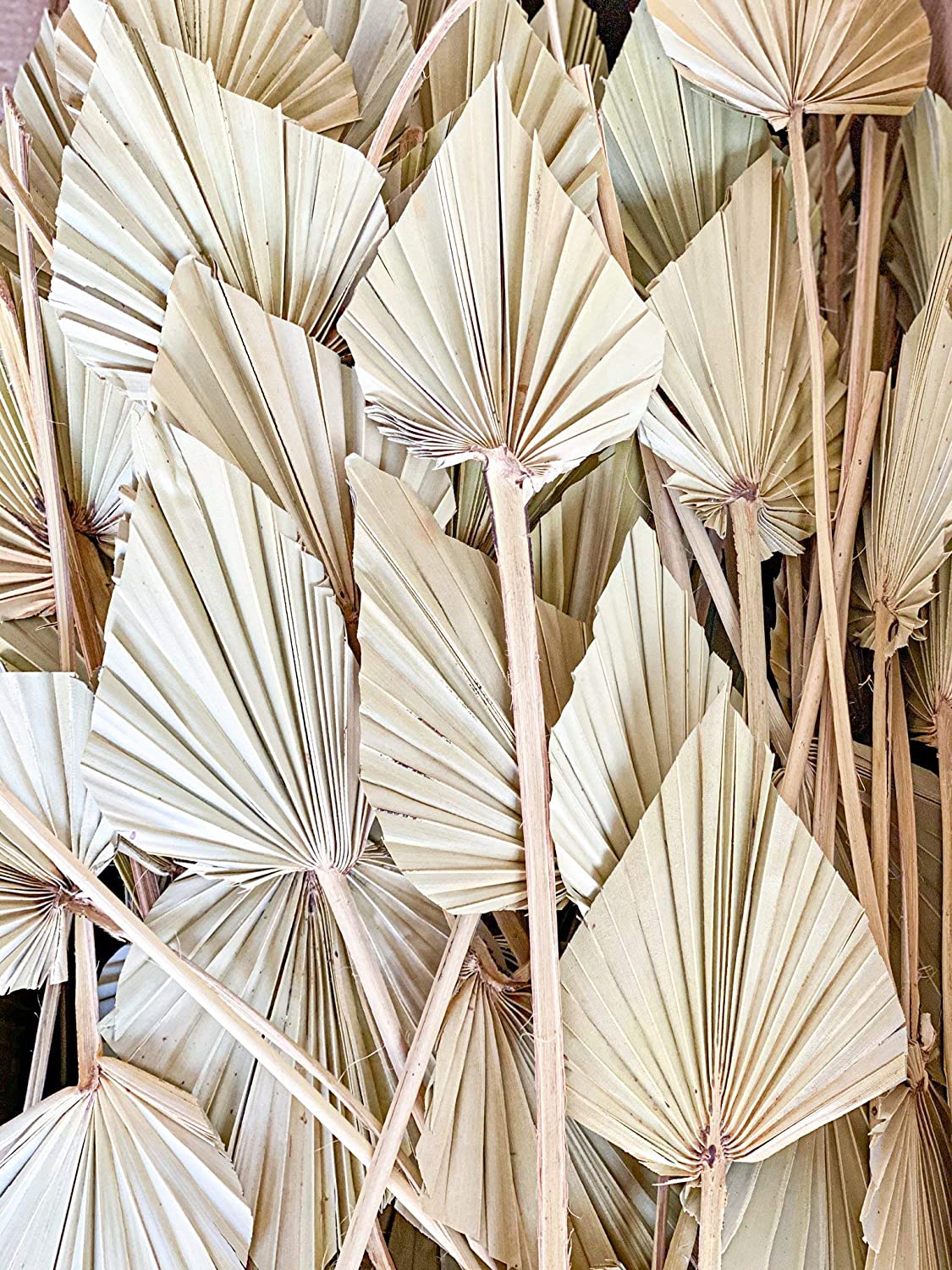 Dried Palm
