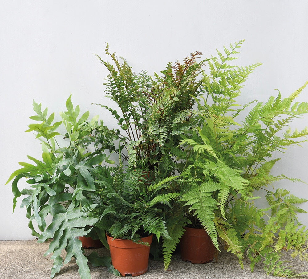 Mixed Ferns