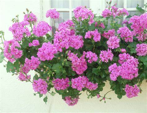 Trailing Pelargonium