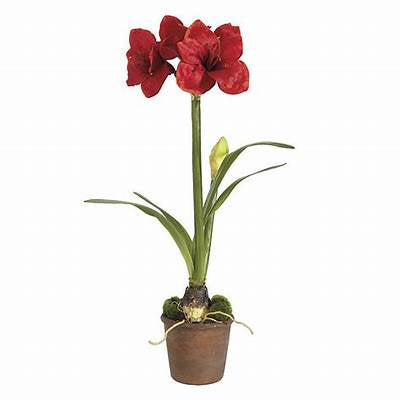 Amaryllis Potted Bulb