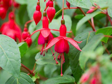 Fuschia