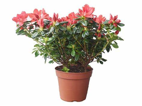 Rhododendron