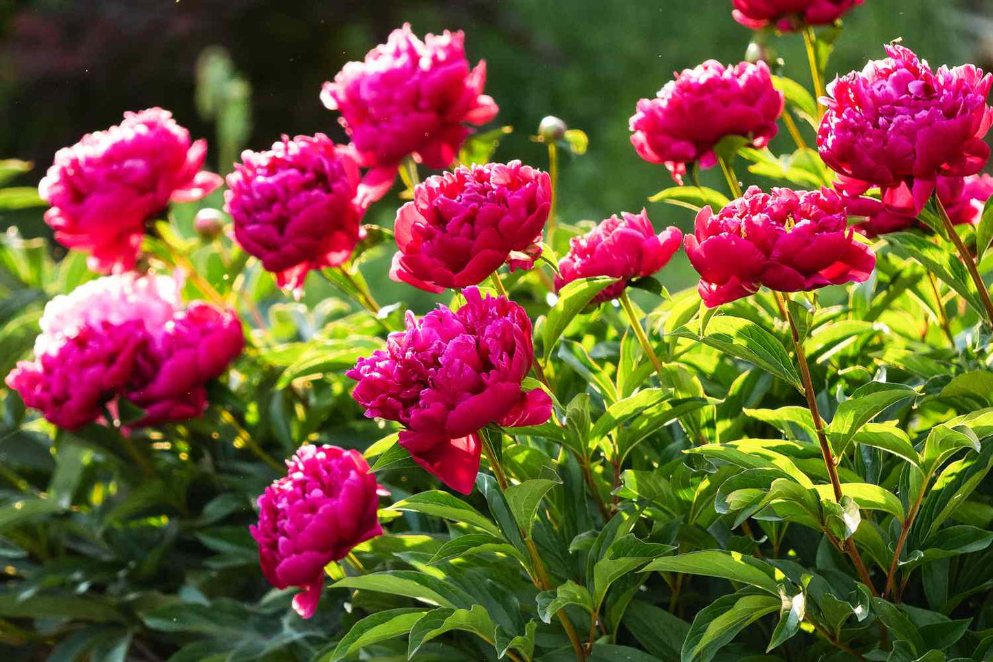 Peony Plant