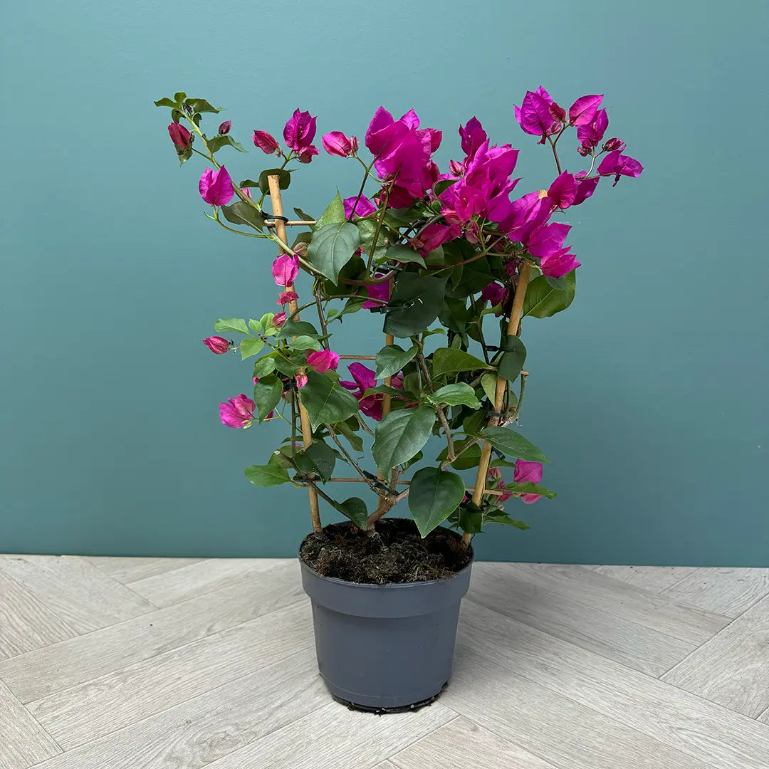 Bougainvillea