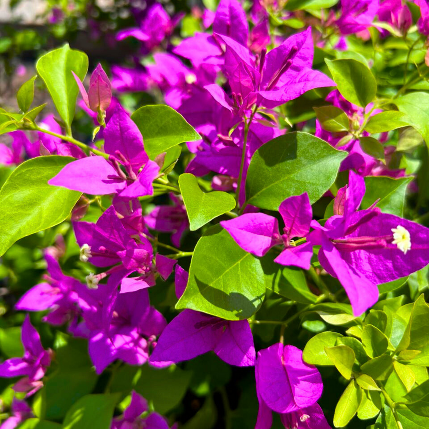Bougainvillea
