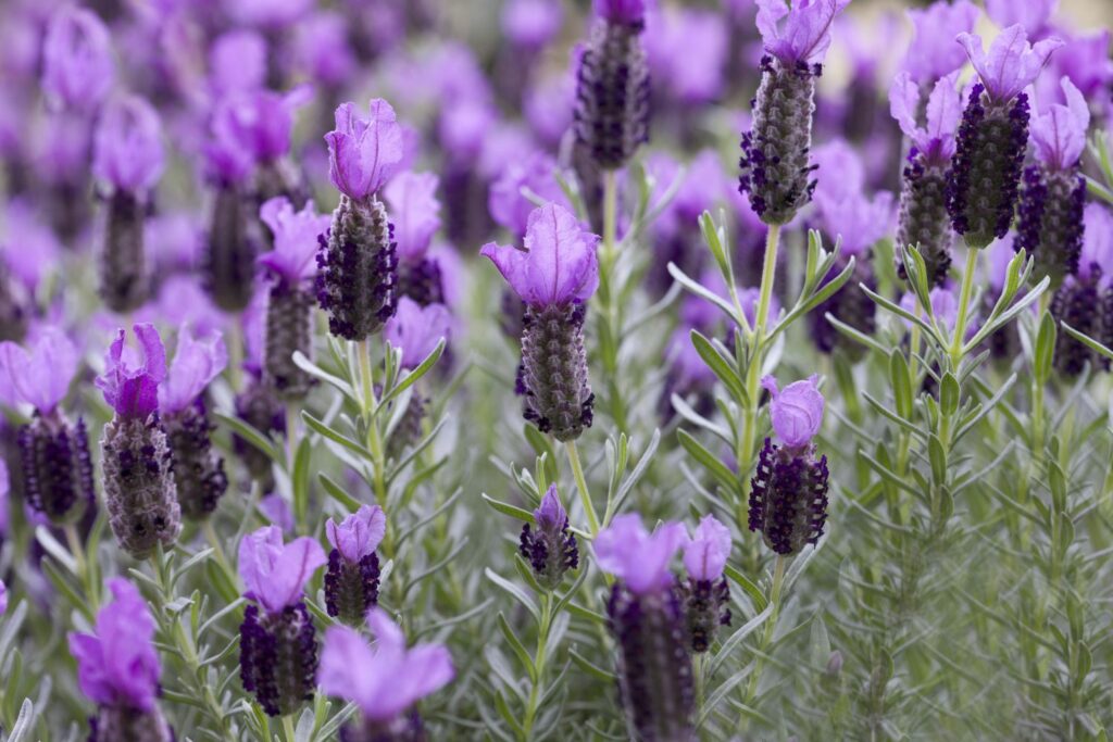 French Lavender