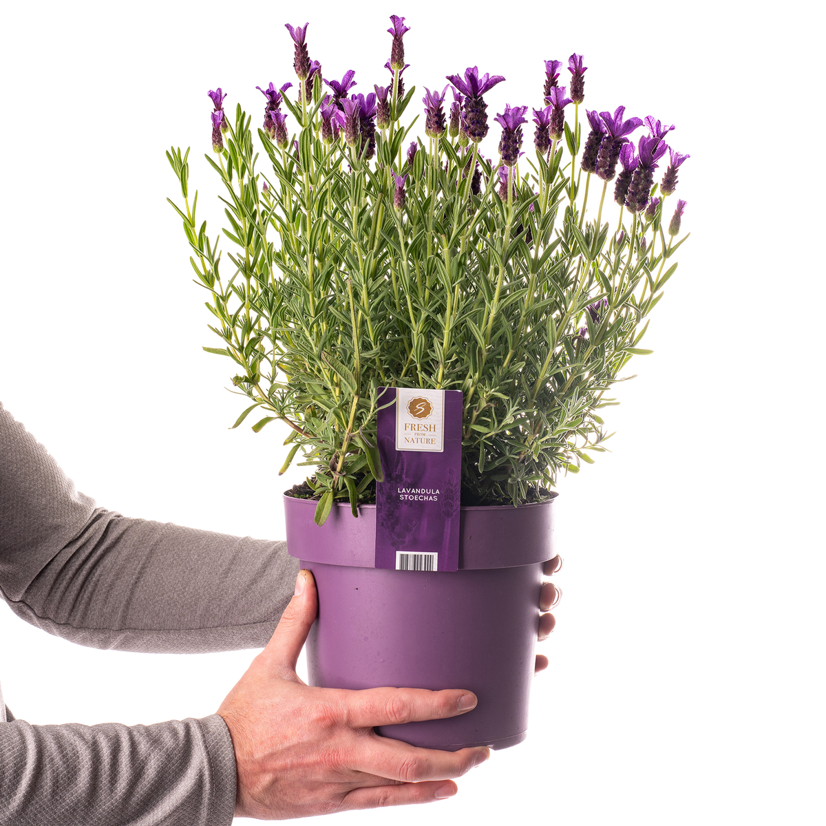 French Lavender