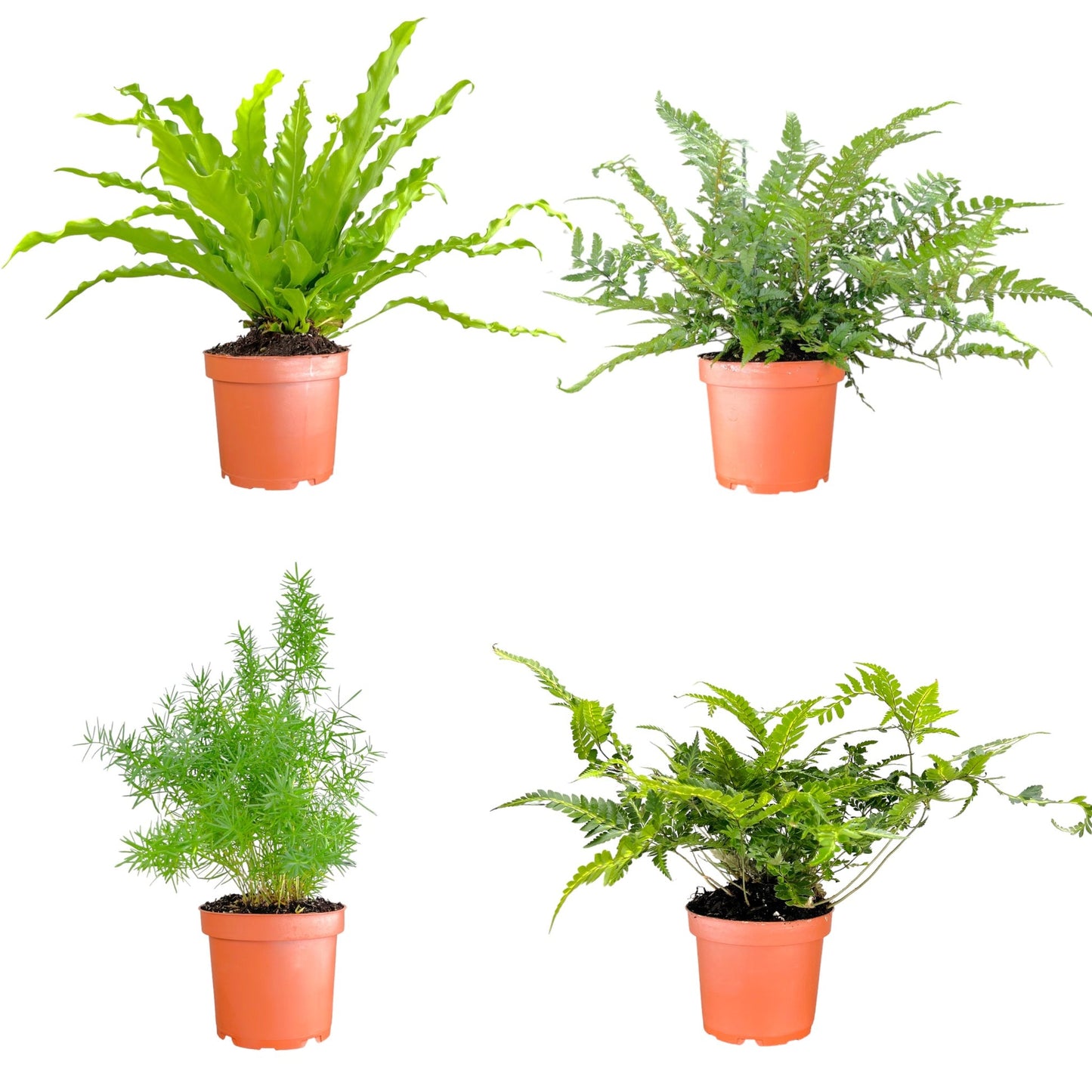 Mixed Ferns