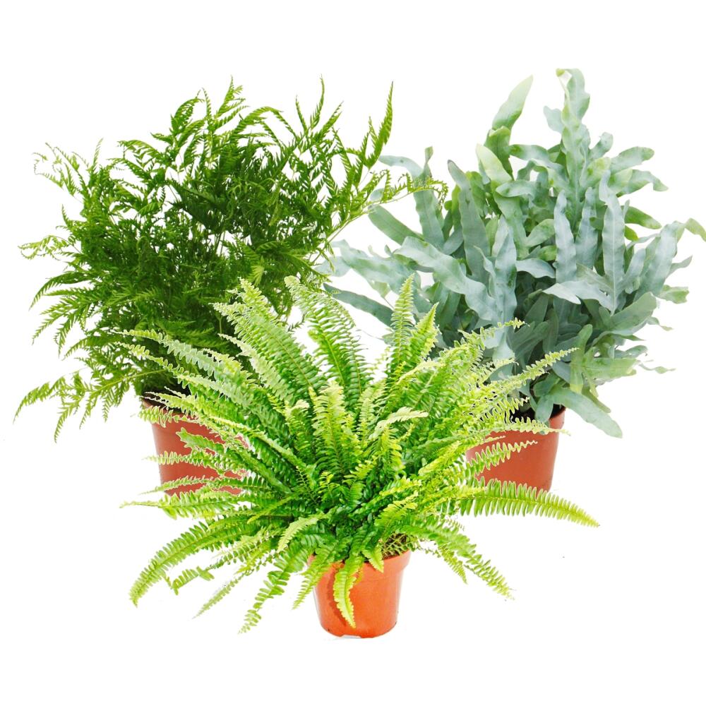 Mixed Ferns