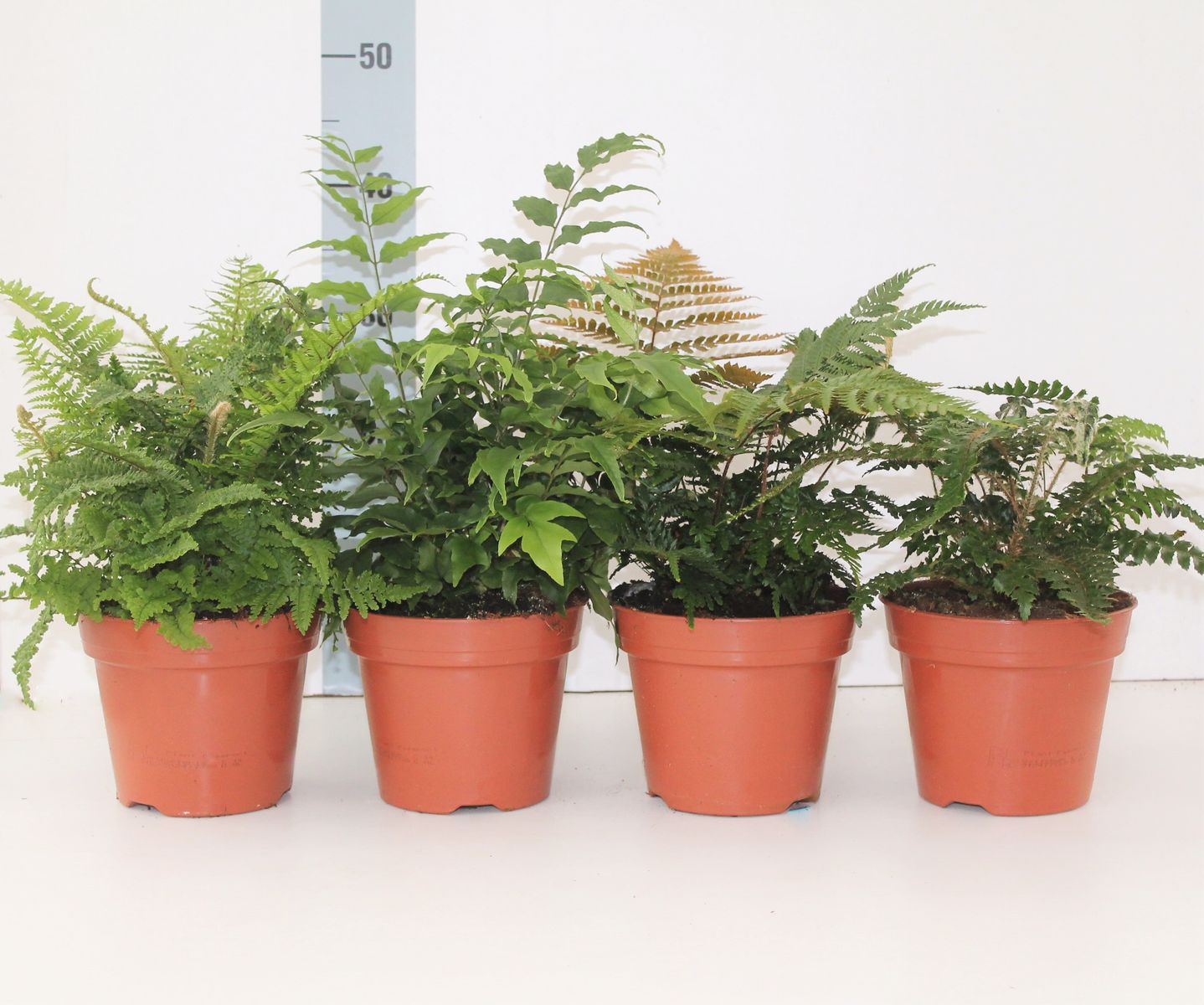Mixed Ferns