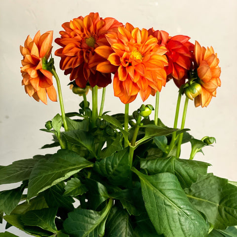 Dahlia Orange