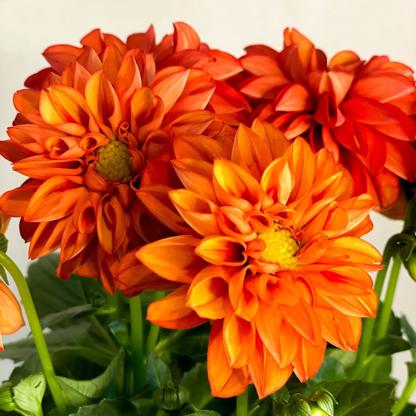 Dahlia Orange