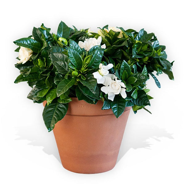 Gardenia Jasminoides