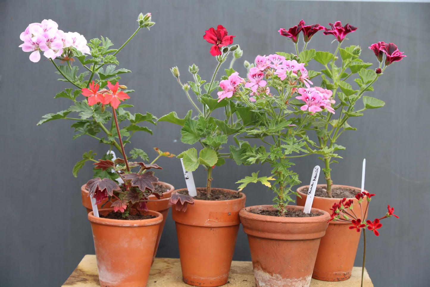 Trailing Pelargonium