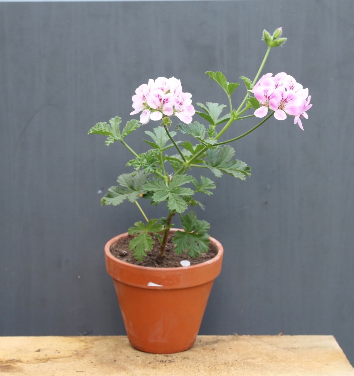 Trailing Pelargonium