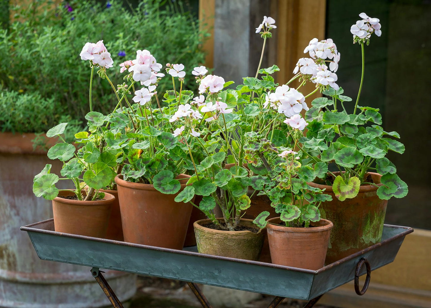 Trailing Pelargonium