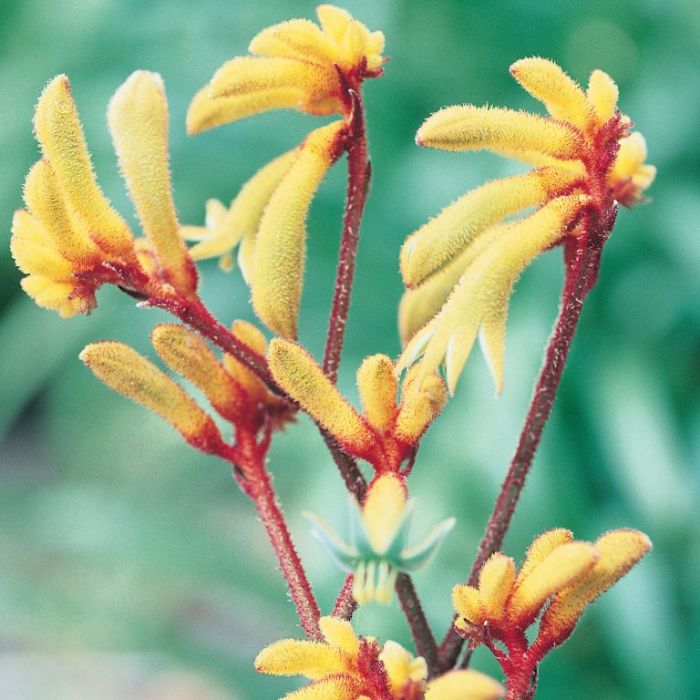Kangaroo Paw