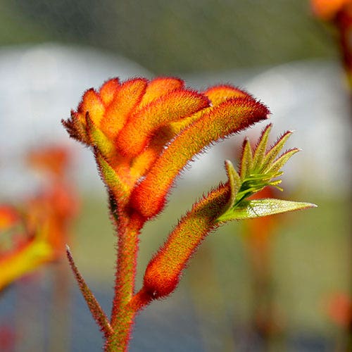 Kangaroo Paw