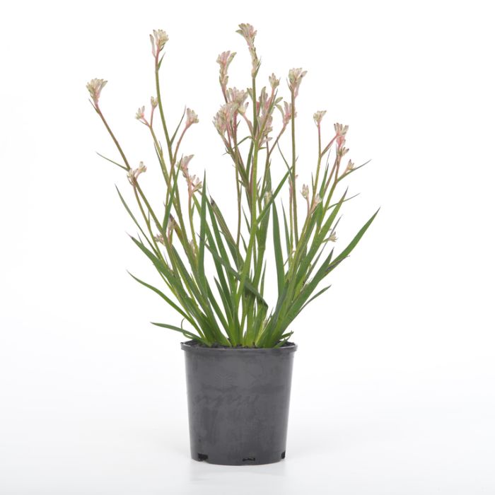 Kangaroo Paw