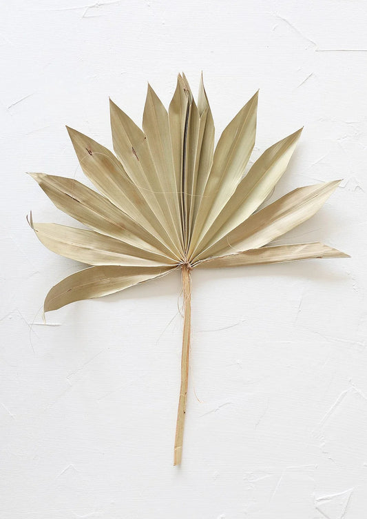 Dried Sun Palm