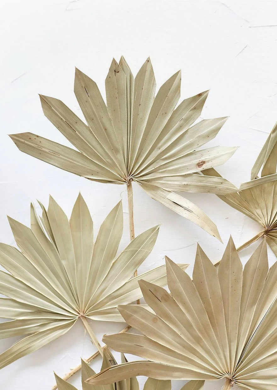 Dried Sun Palm