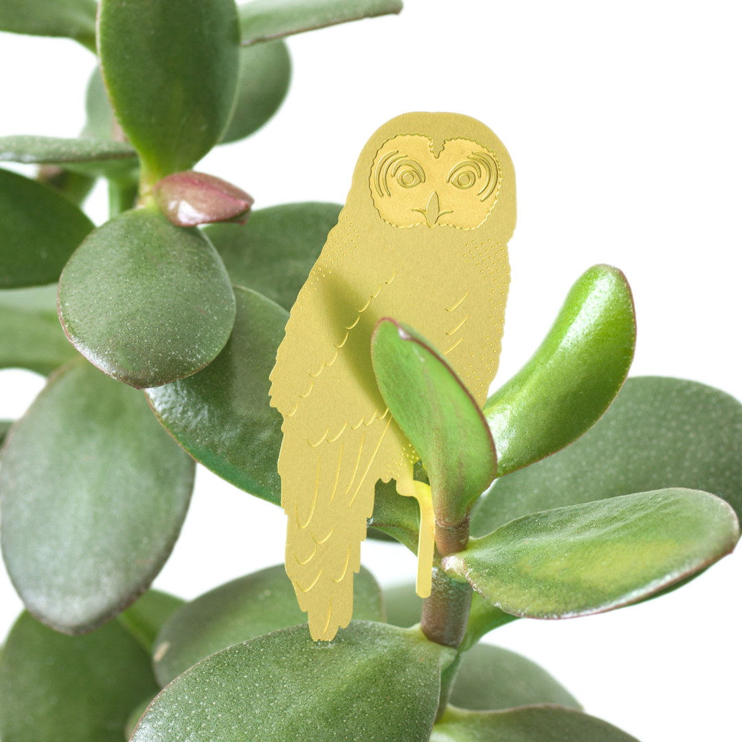 Plant Animals