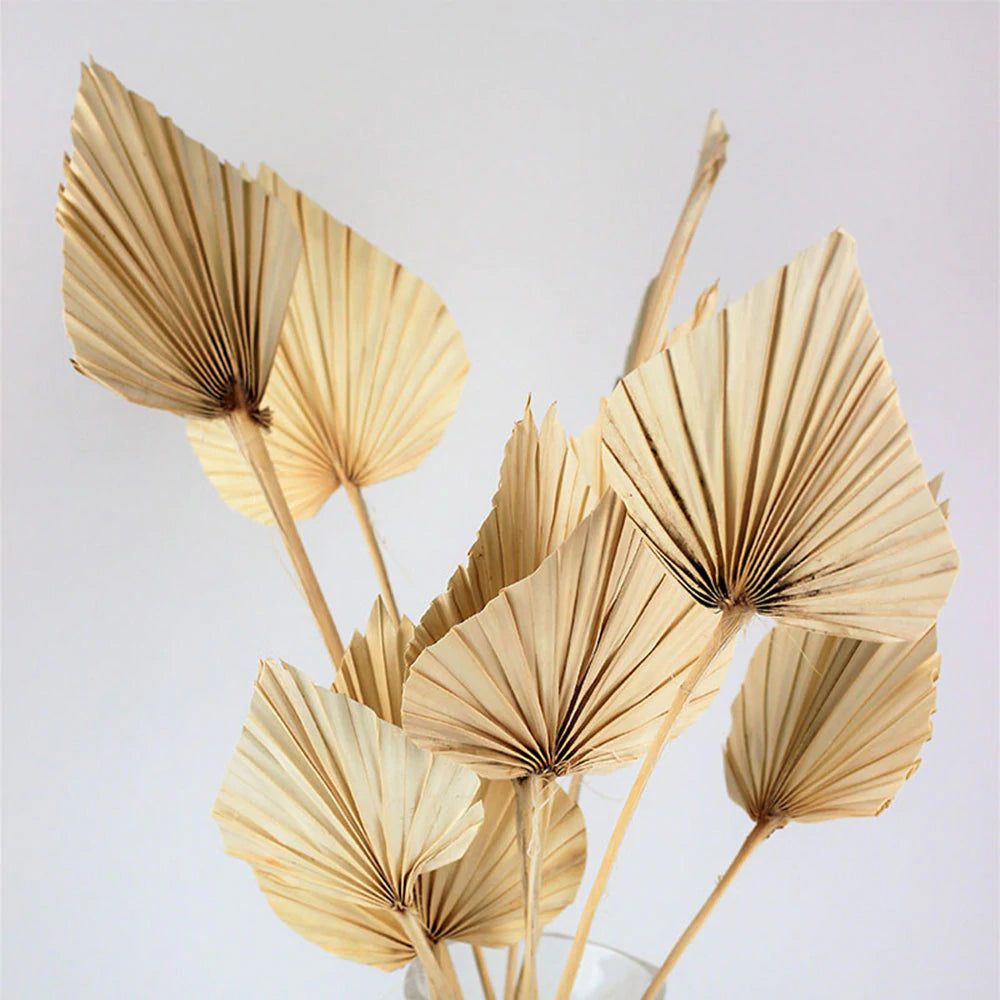 Dried Palm