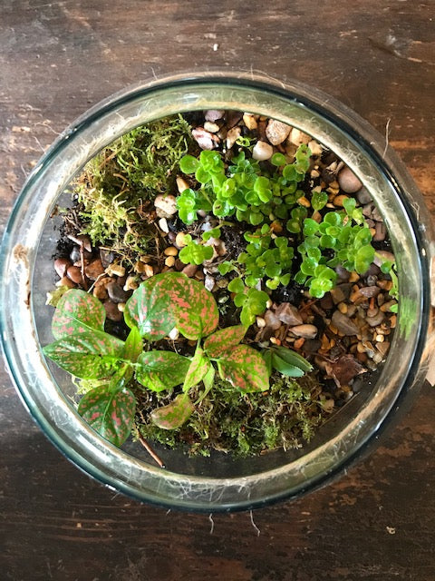 DIY Terrarium Kit