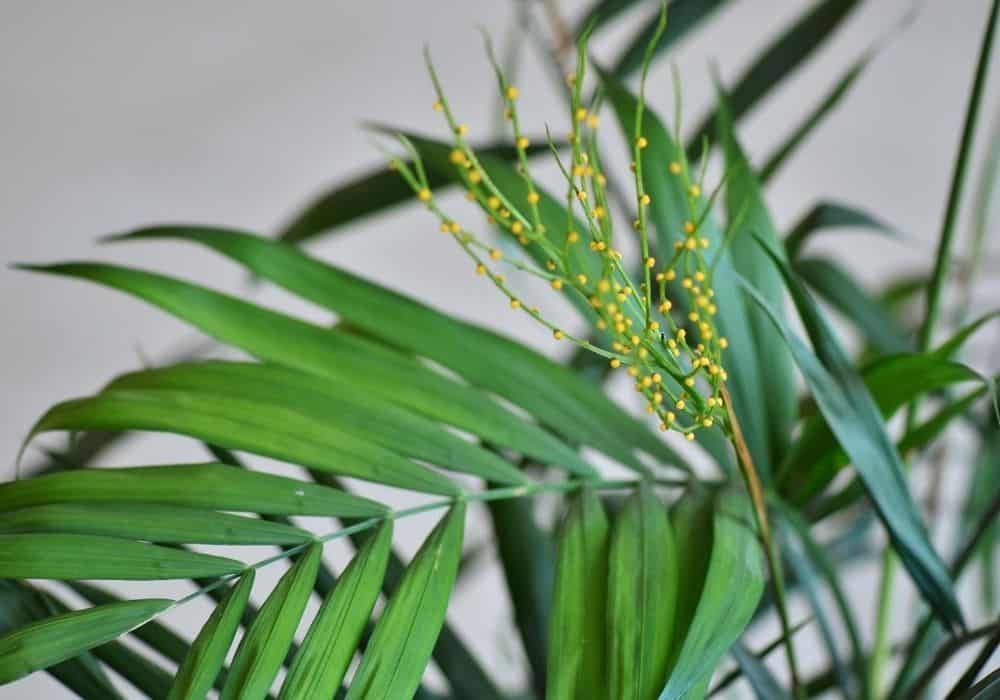 Parlour Palm