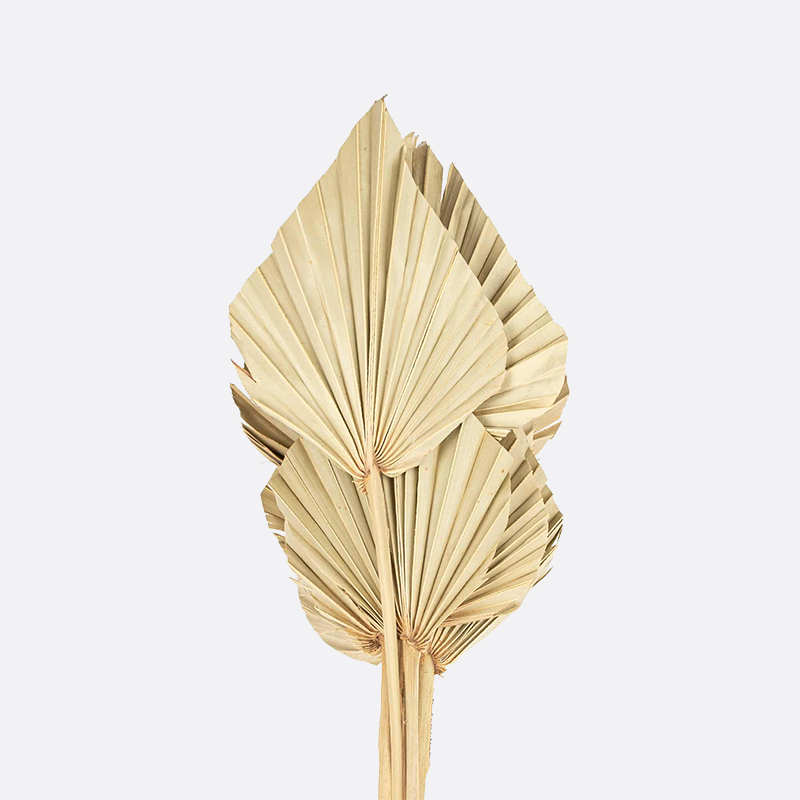 Dried Palm