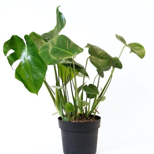 Monstera Deliciosa