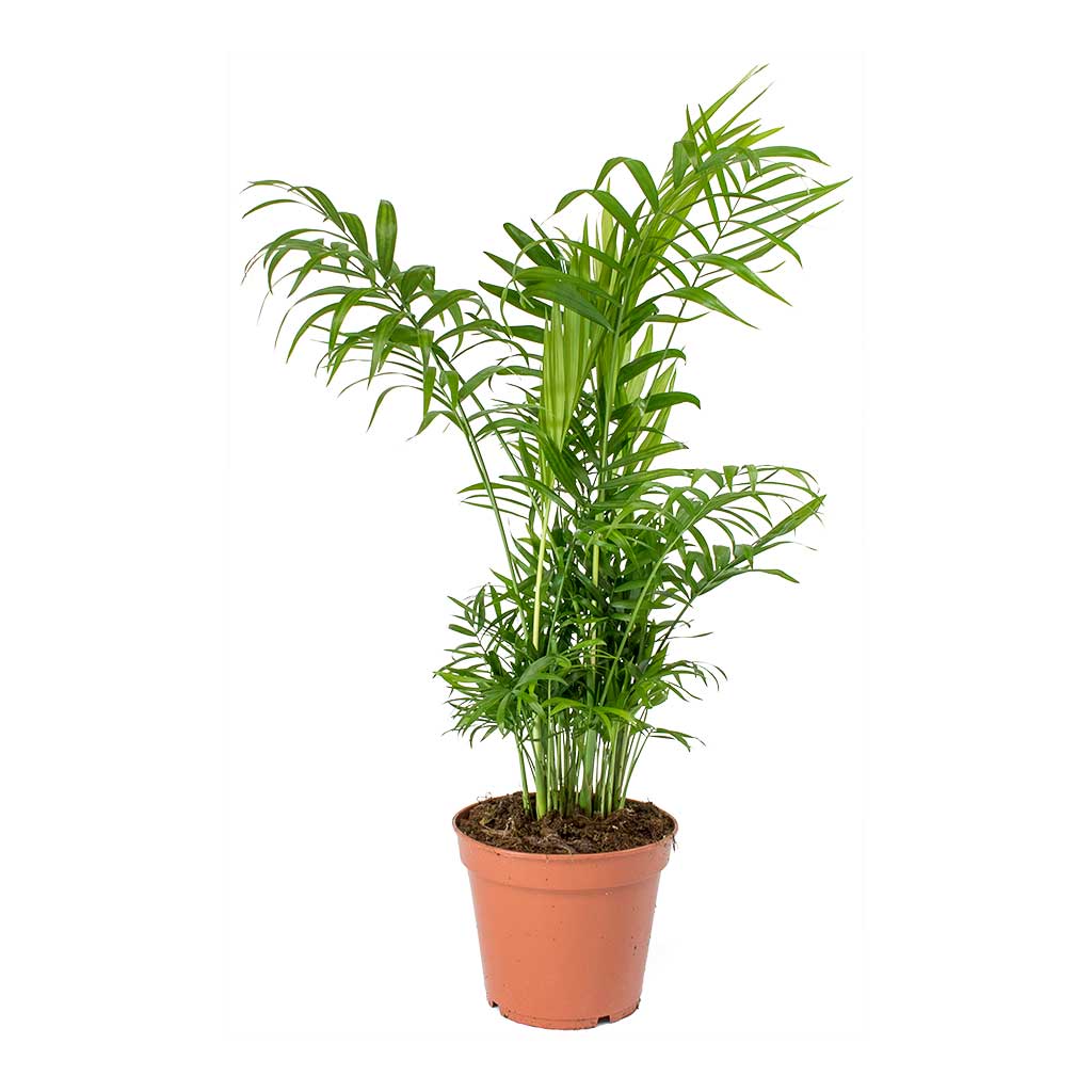 Parlour Palm