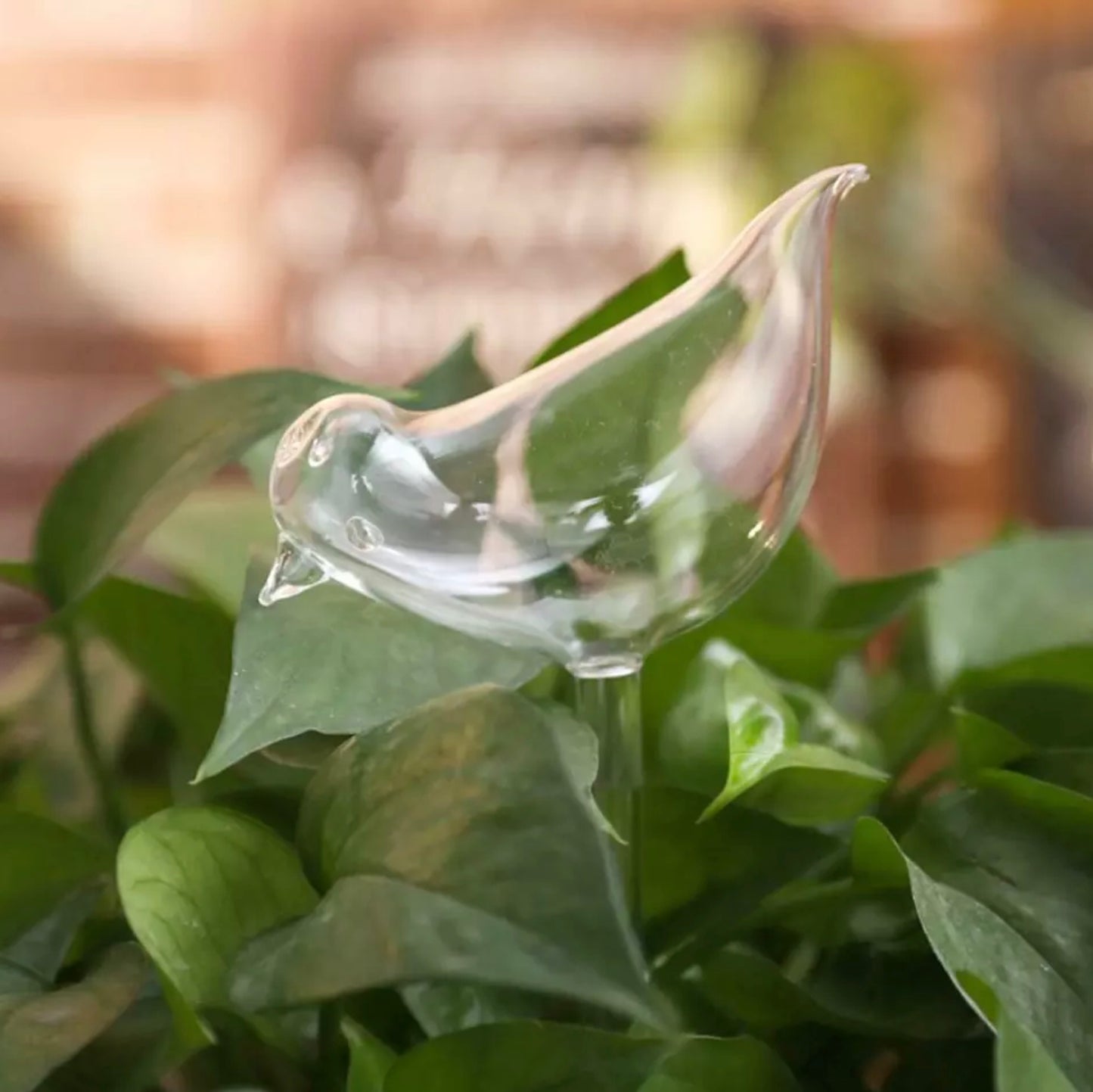 Plant feeder