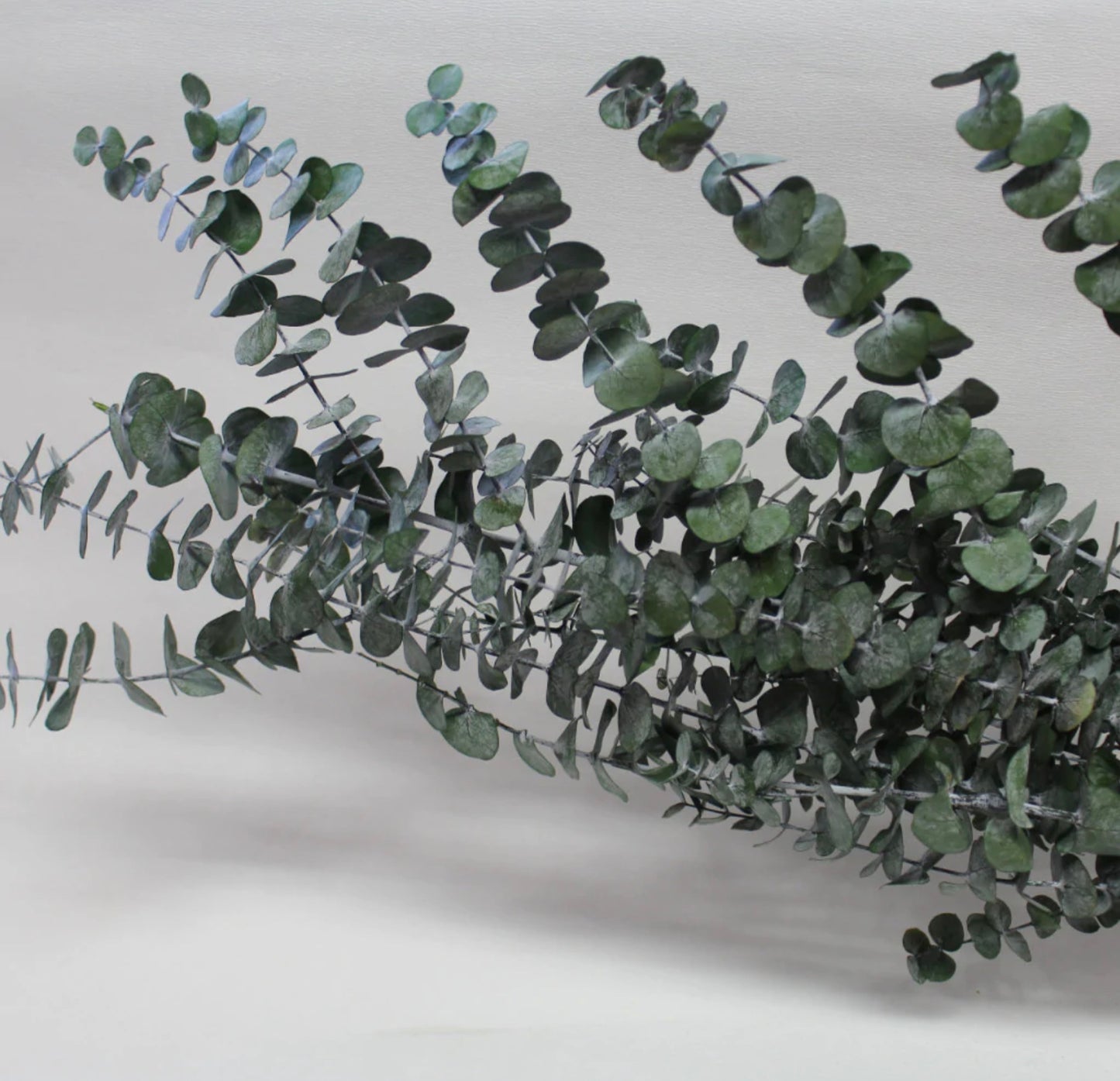 Eucalyptus Baby Blue Bunch