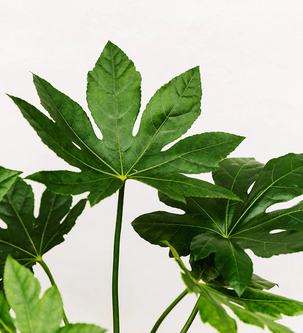 Fatsia Japonica