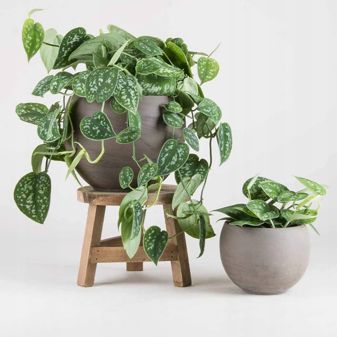 Satin Pothos