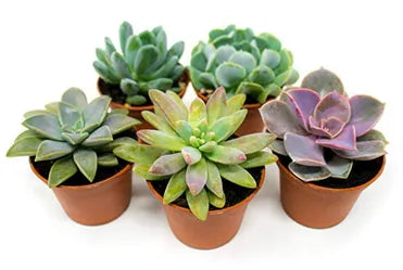 Echeveria Succulent