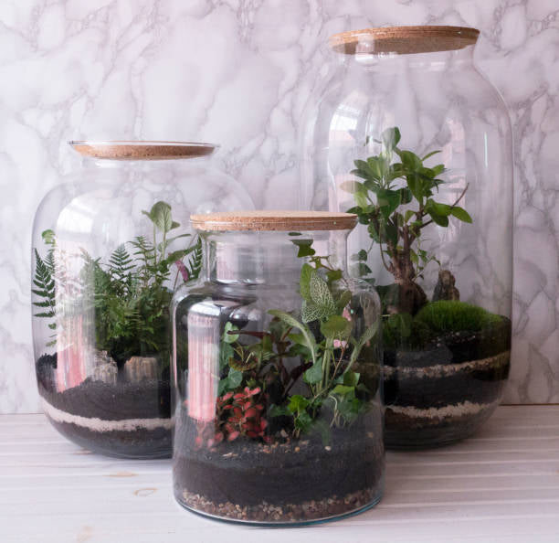 DIY Terrarium Kit