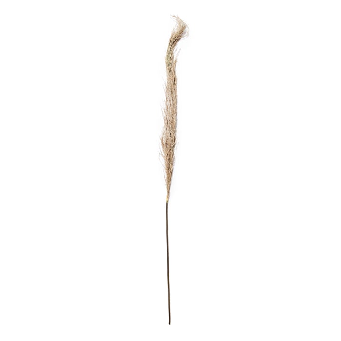 Pampas Grass